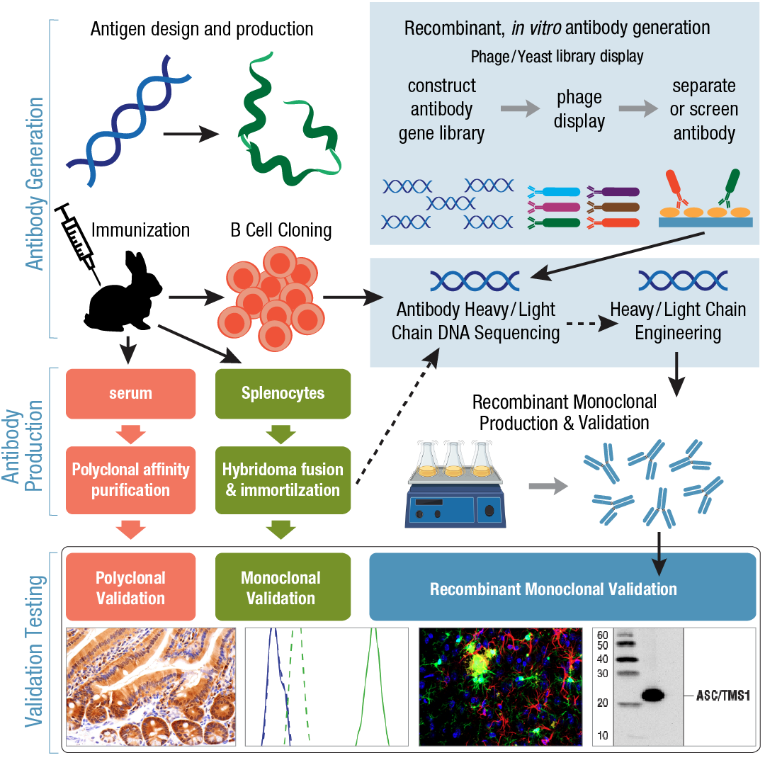 Antibody Essentials Part 2: Antibody Diversity And Classification